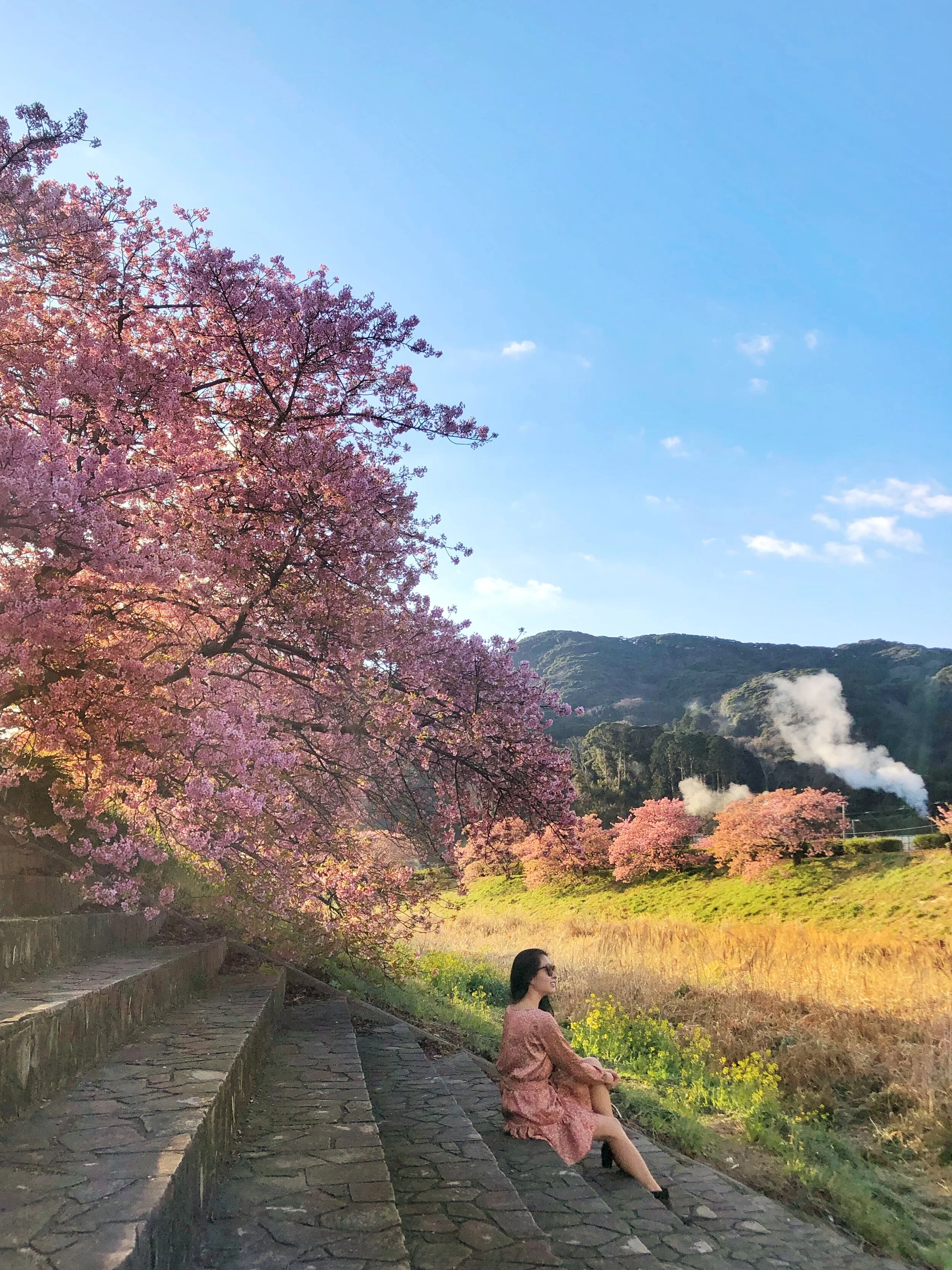 邦楽 CHERRY BLOSSOM/BORN TO BE BZDA Cherry Blossom Tree Music Box Rotating Sakura Engineering